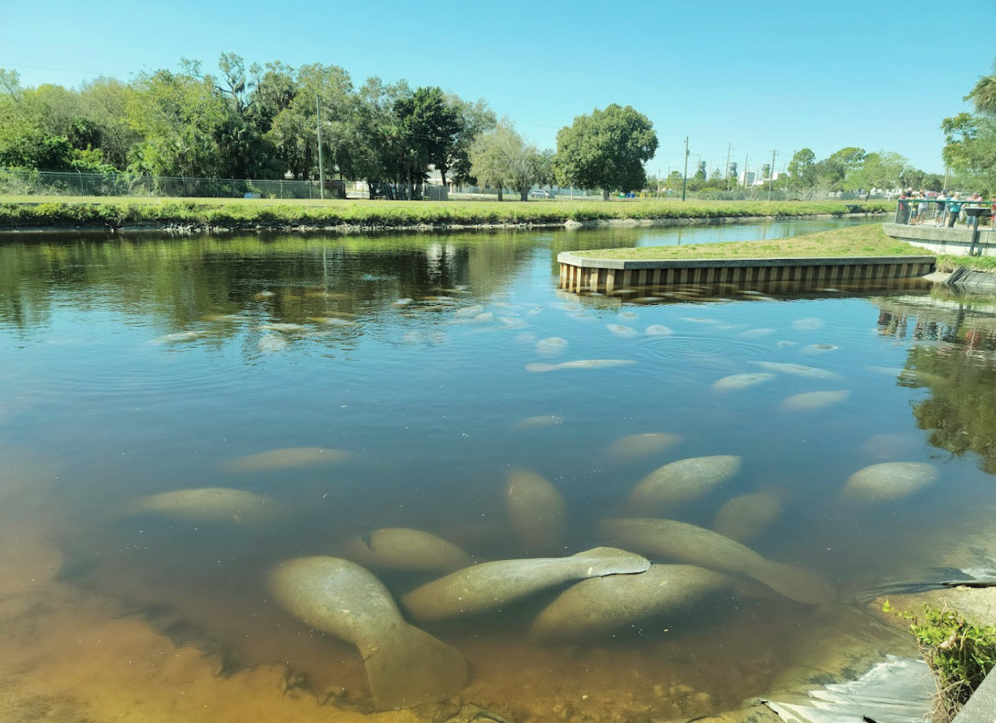 manatees seek warmth during cold weather