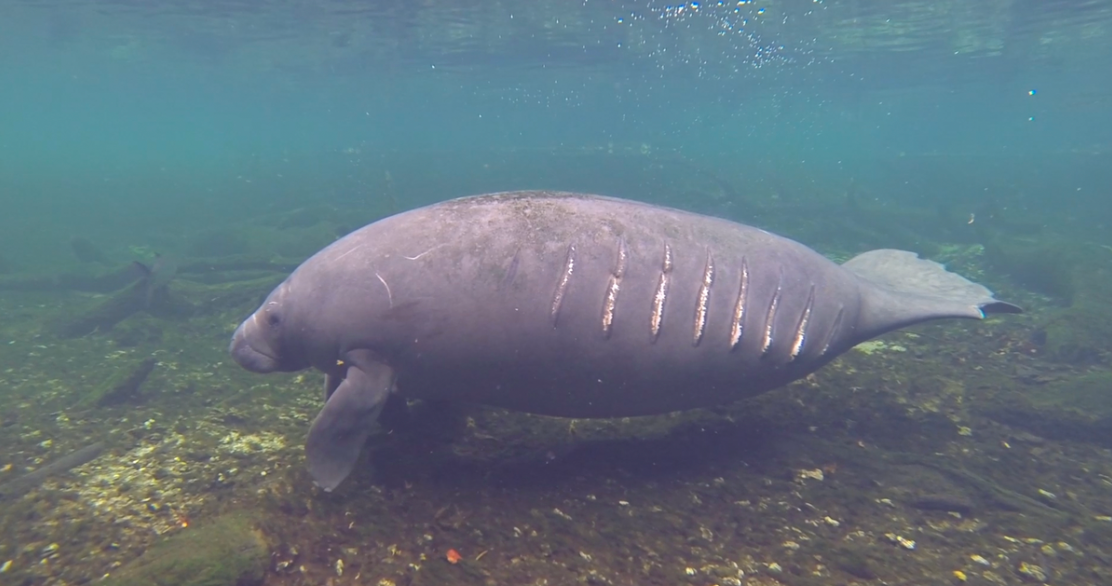 manatee boat strike deaths