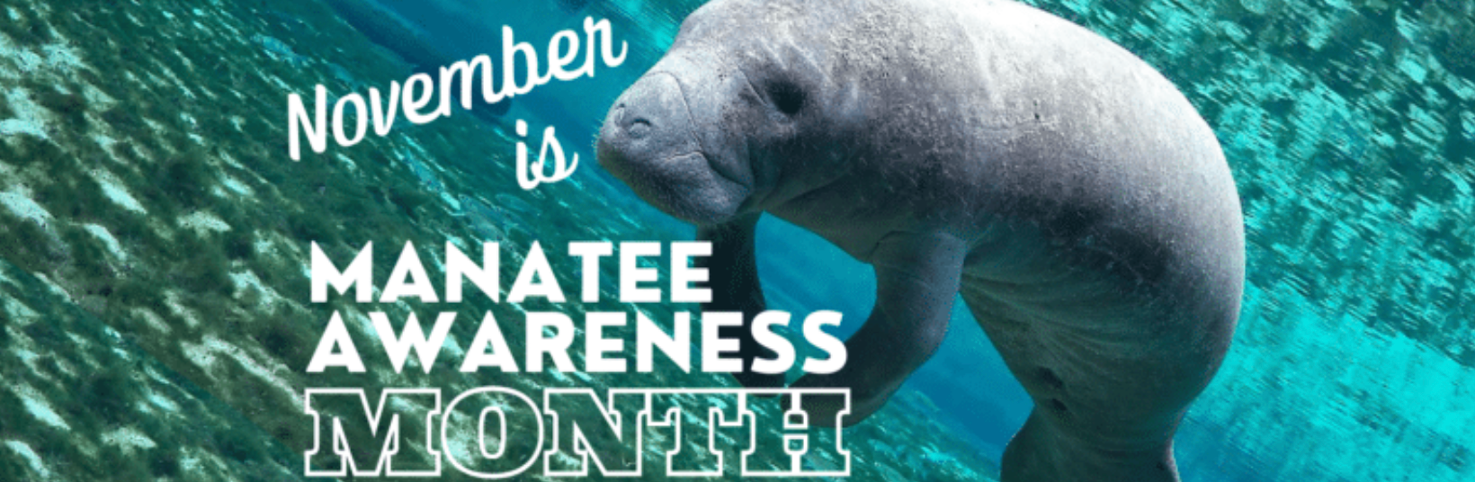 Manatee Awareness Month