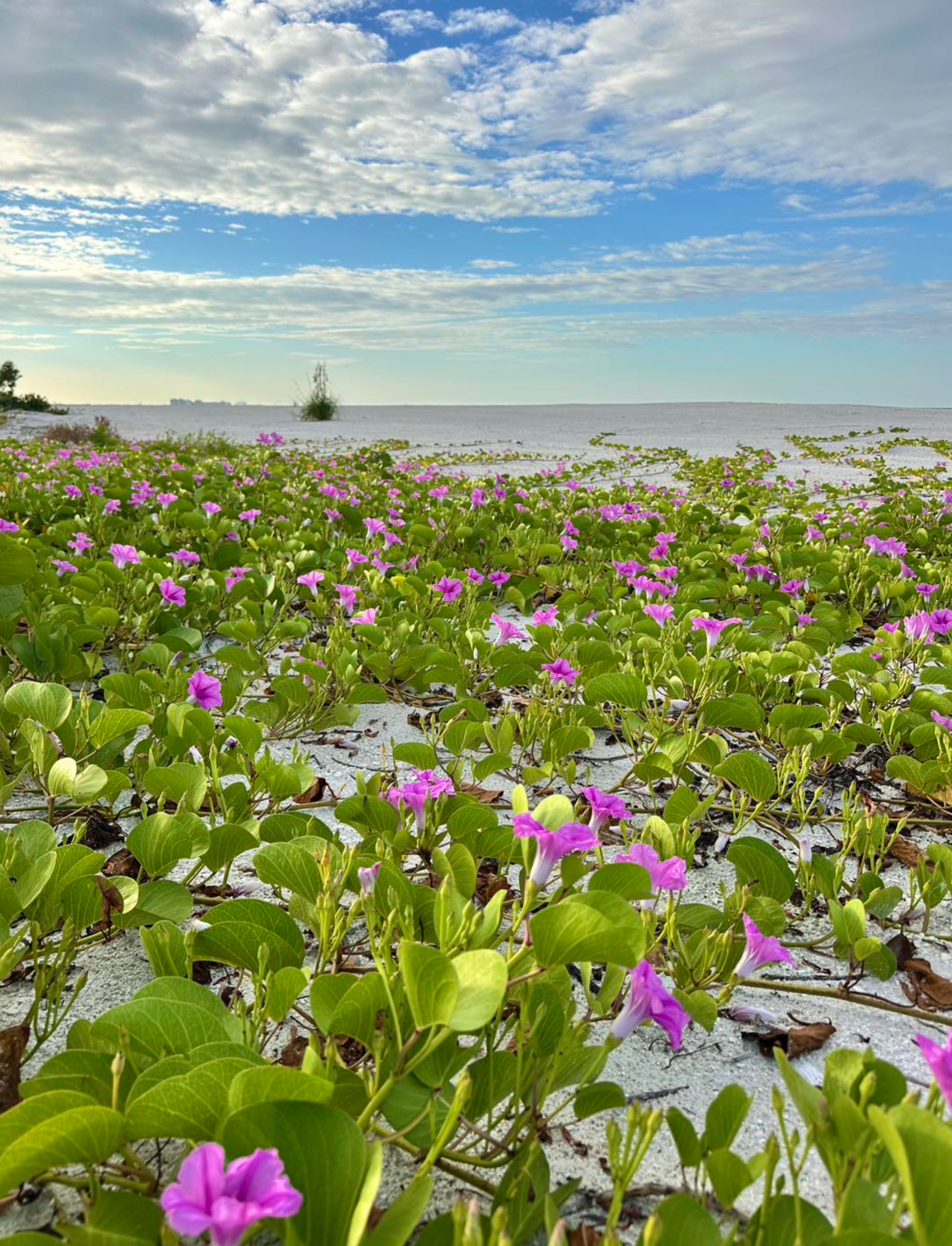 Friends of Lovers Key President's letter