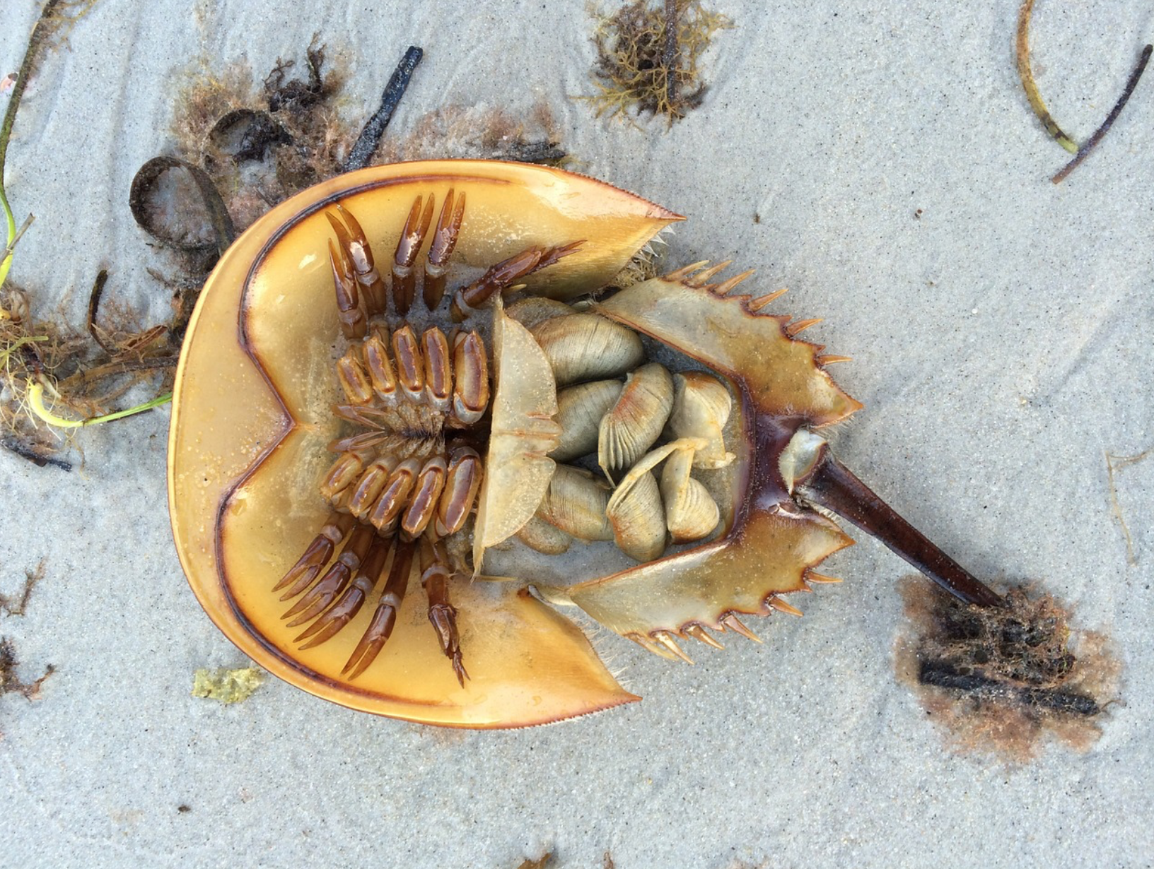 horseshoe crabs, lovers key state park