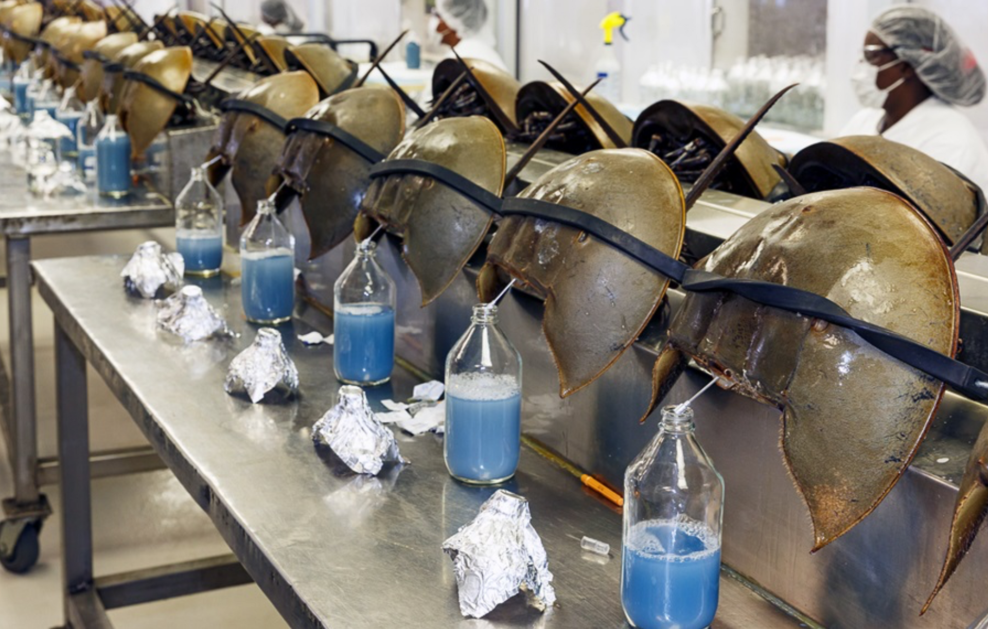 horseshoe crabs blue blood