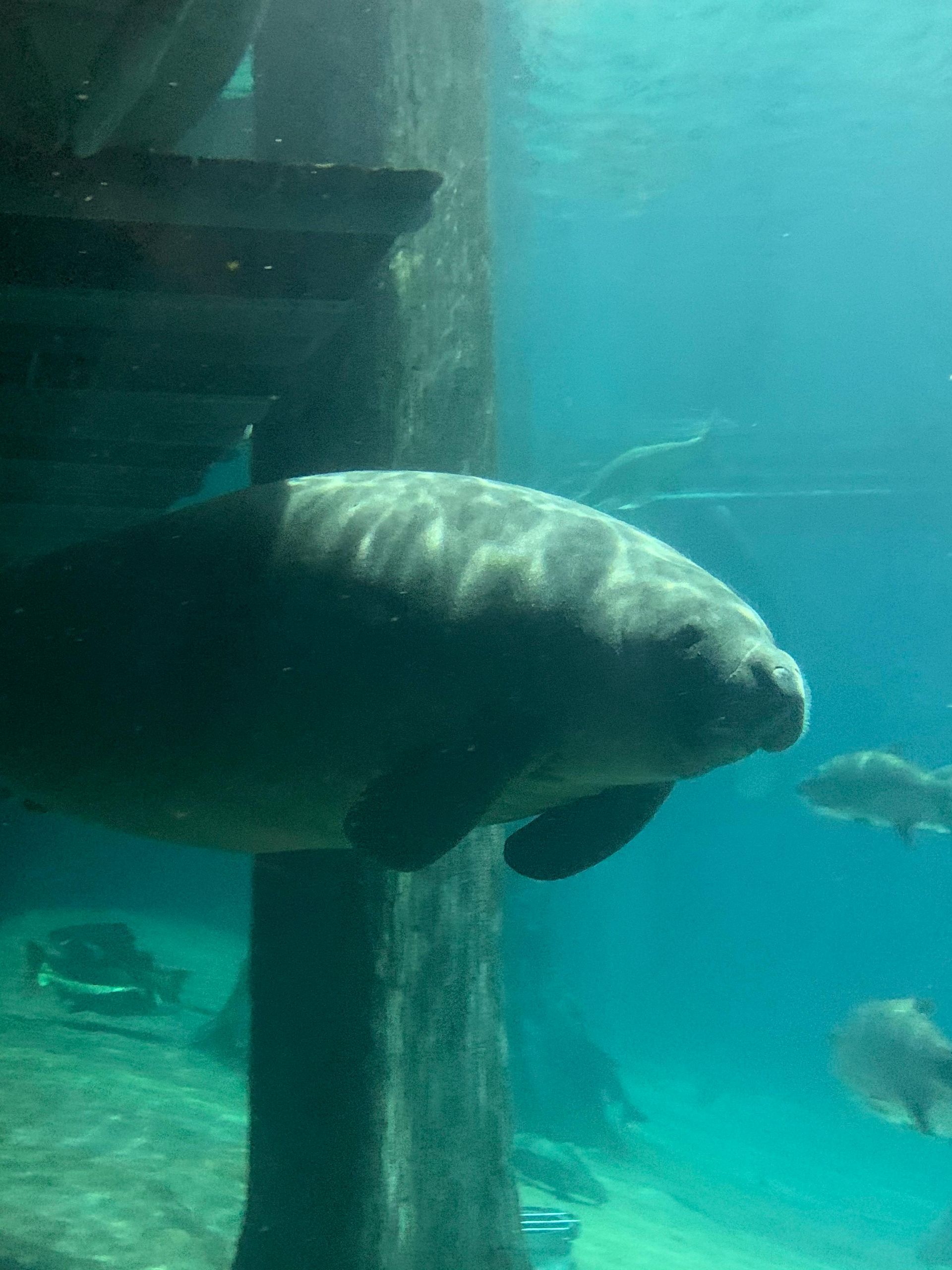 Florida manatees, one of its most beloved and iconic marine mammals in Florida