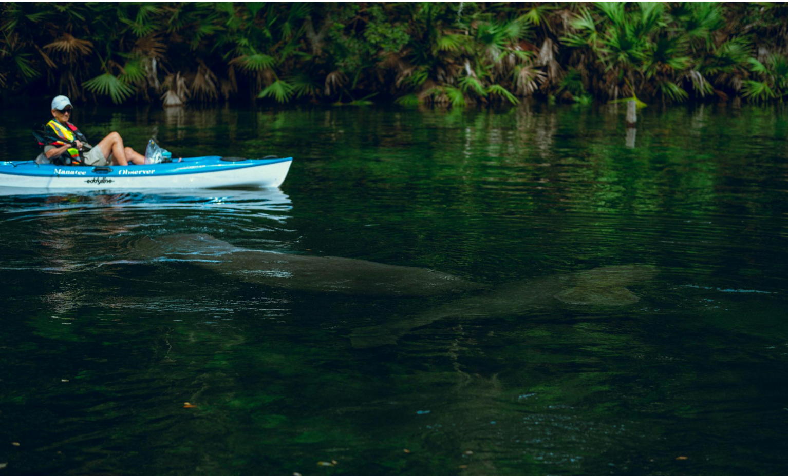 manatee safety, do not feed