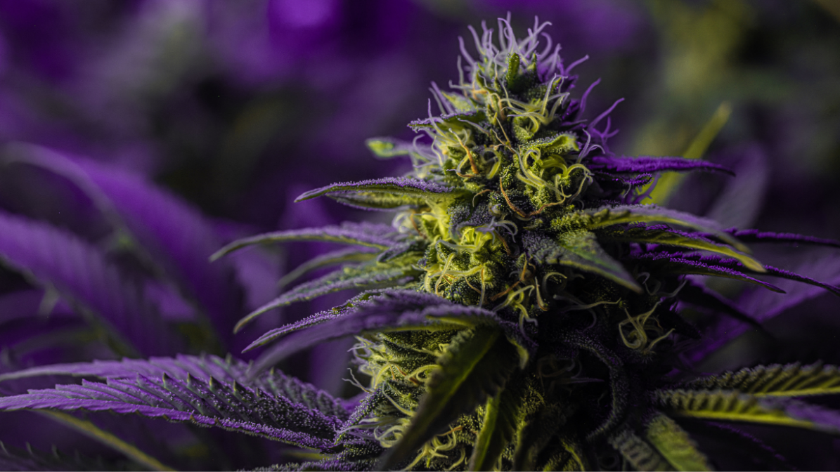man with lab coat in indoor marijuana farm