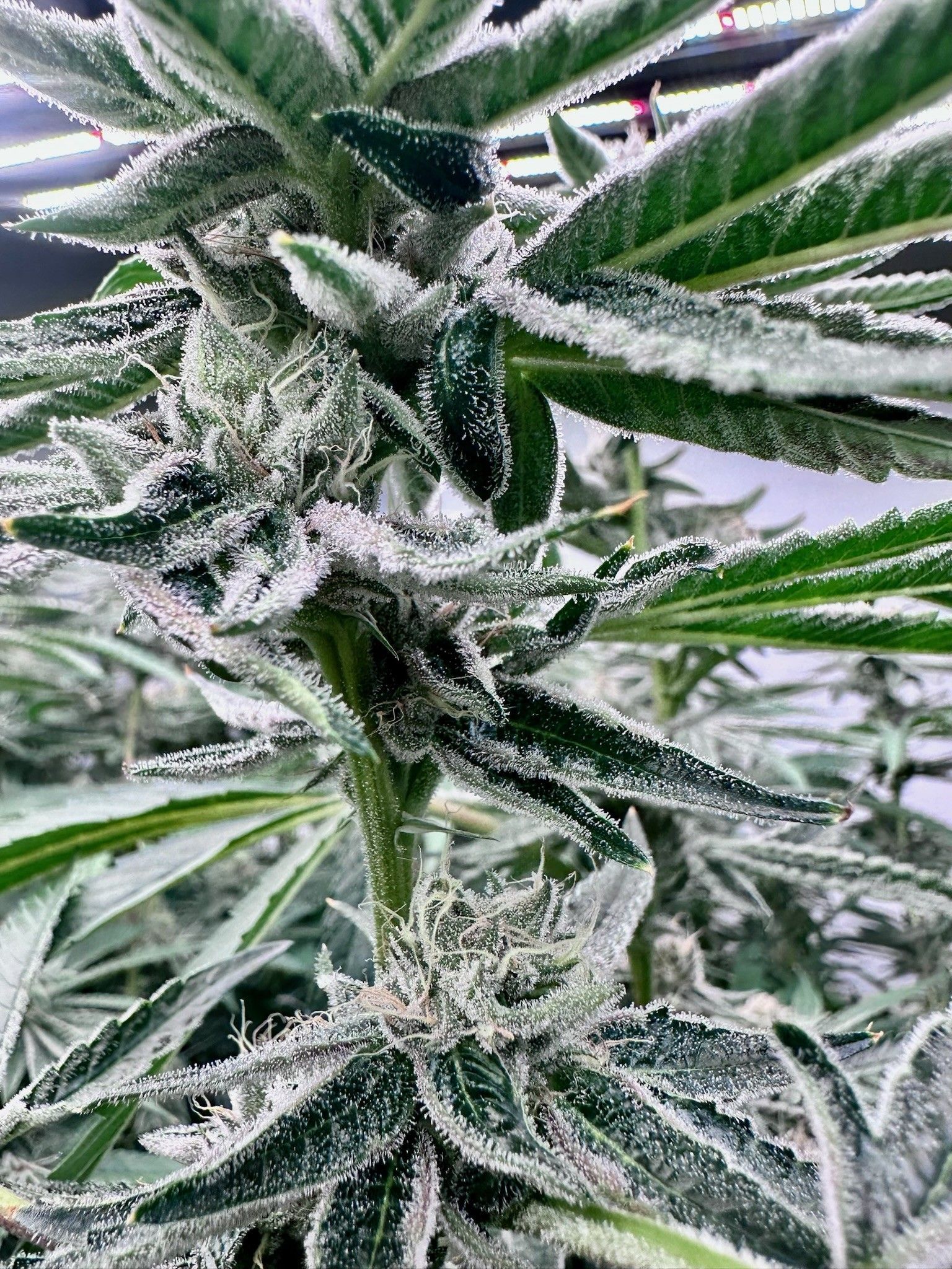 Close up of Westchester NY Craft Cannabis Flower grown by Quality High in Peekskill