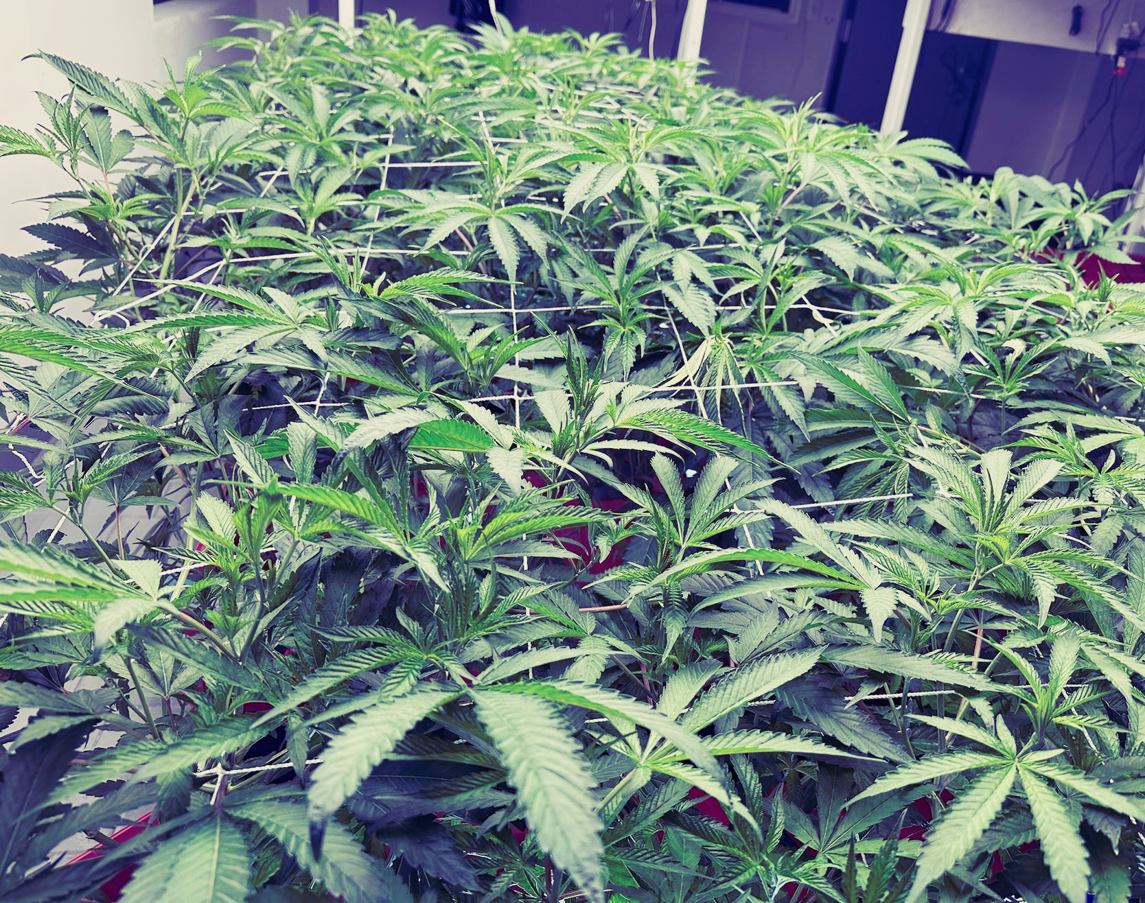crop on immature indoor marijuana plants