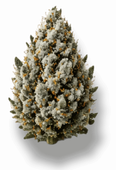 flower bud icon