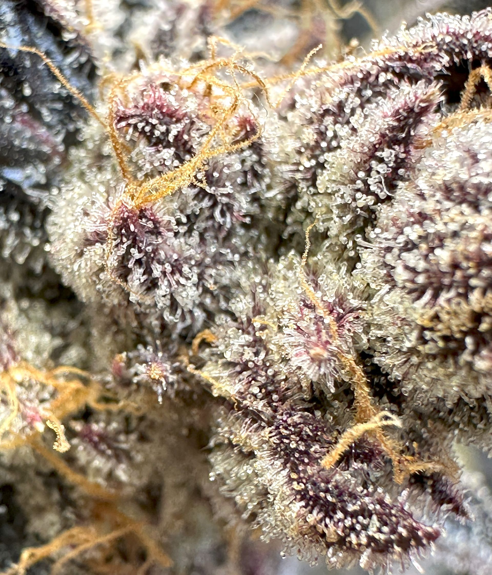 closeup of marijuana flower bud, purple with lots of white crystals and orange hairs