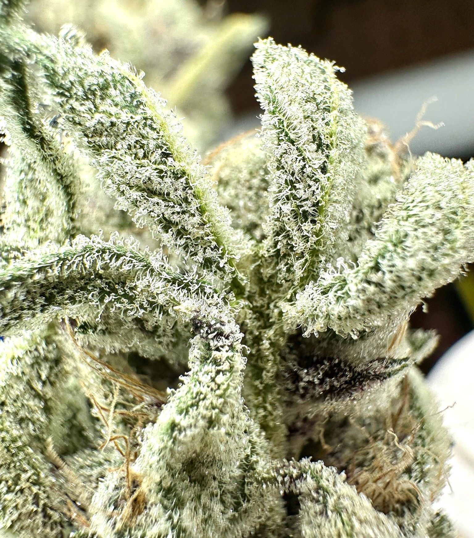 closeup of marijuana flower, bright green with white crystals