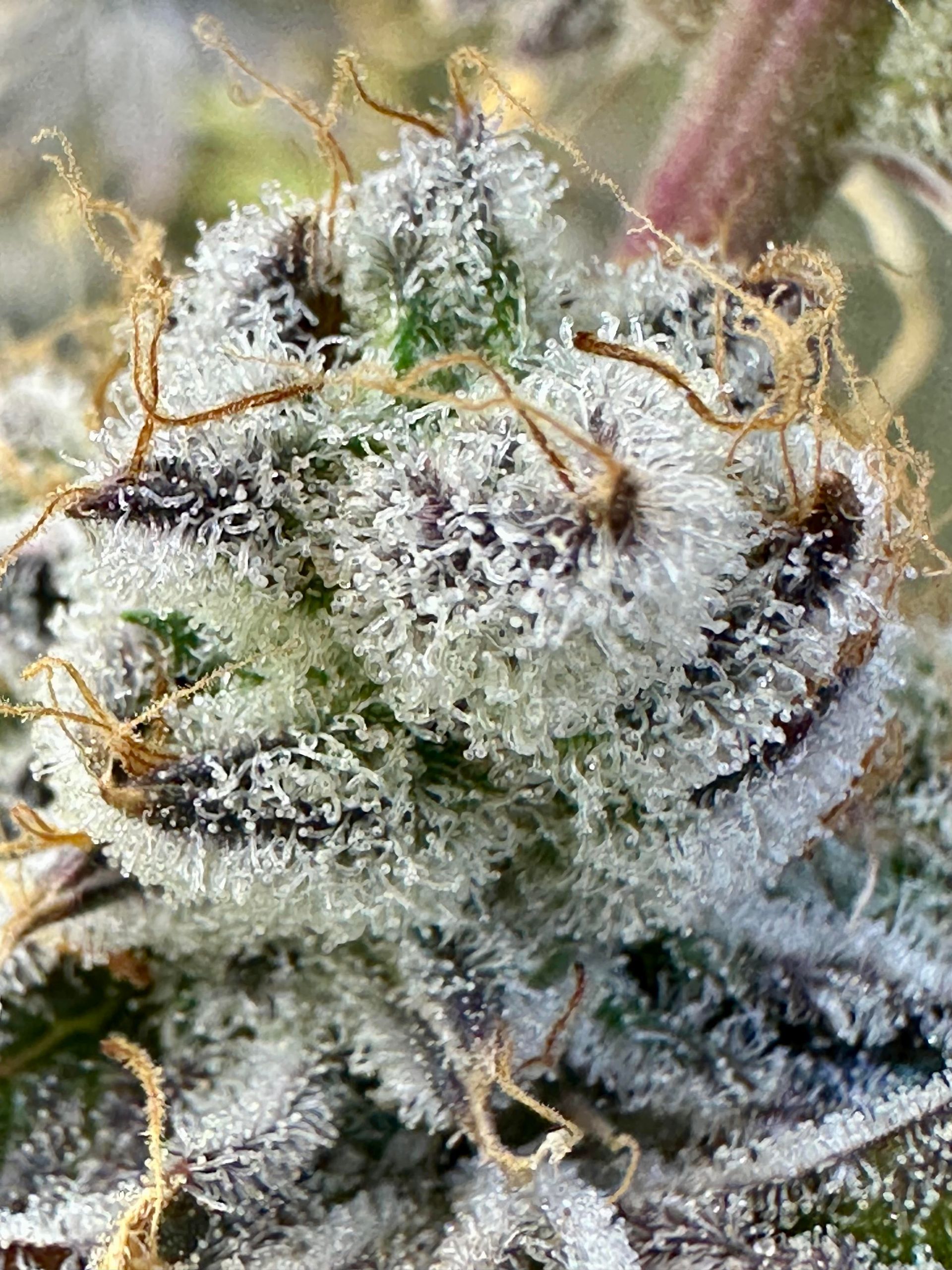 marijuana flower with a lot of white crystals and gold hairs
