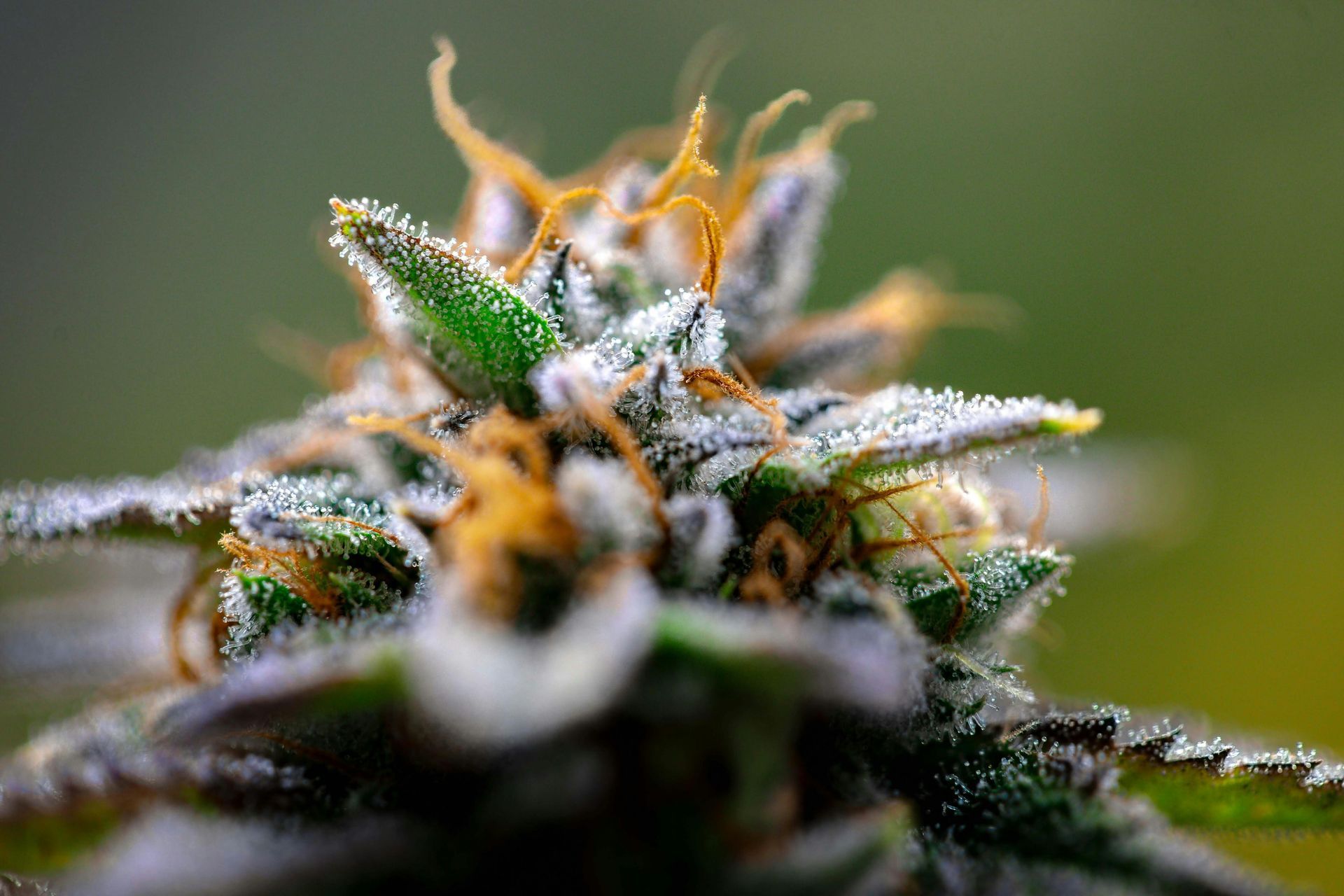 closeup of marijuana flower, bright green with orange hairs