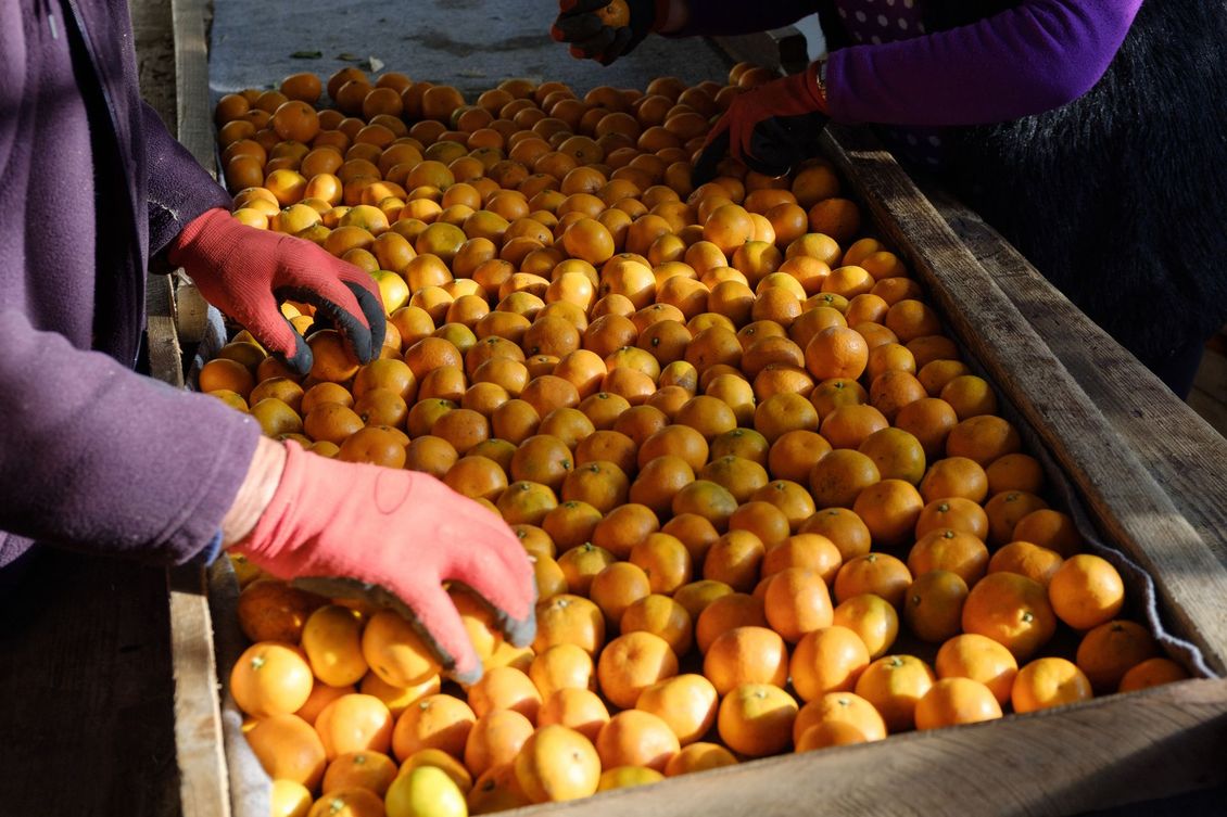 una persona che indossa guanti rossi raccoglie arance da una scatola di legno