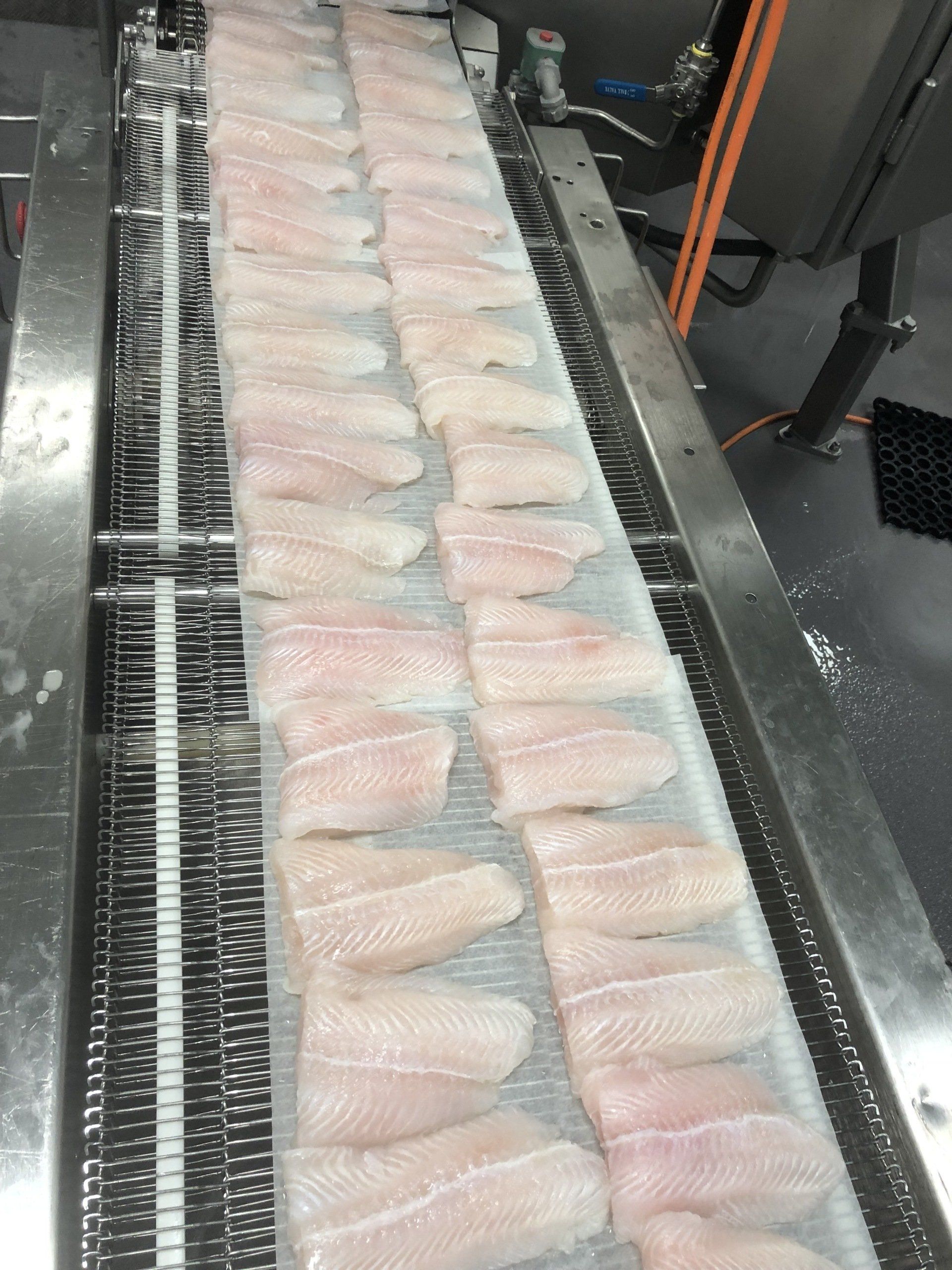 Bass Fillet moving to the RTE oven. - Bayview Foods