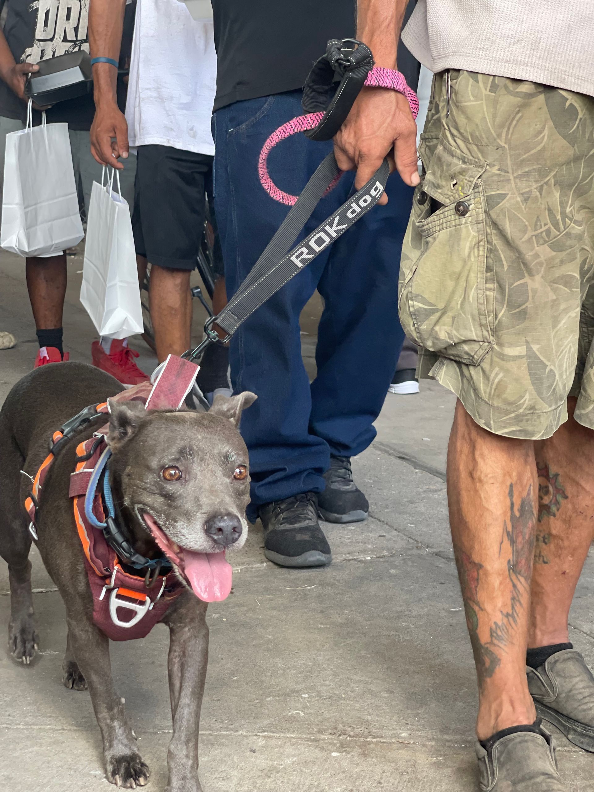 A man is walking a dog on a leash.