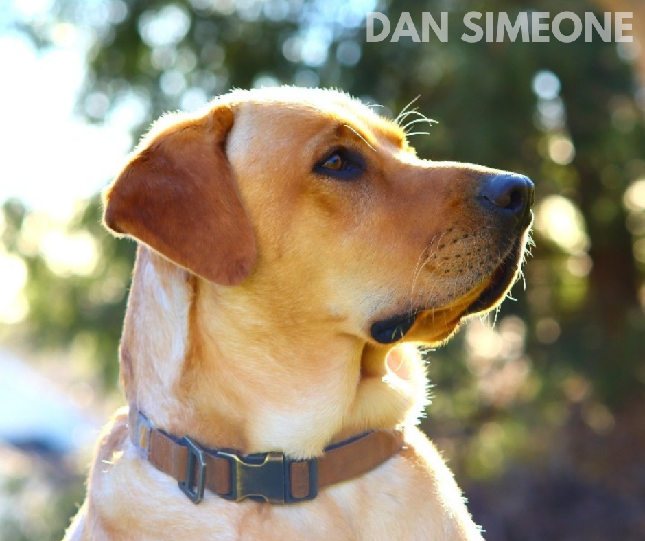 yellow lab dog