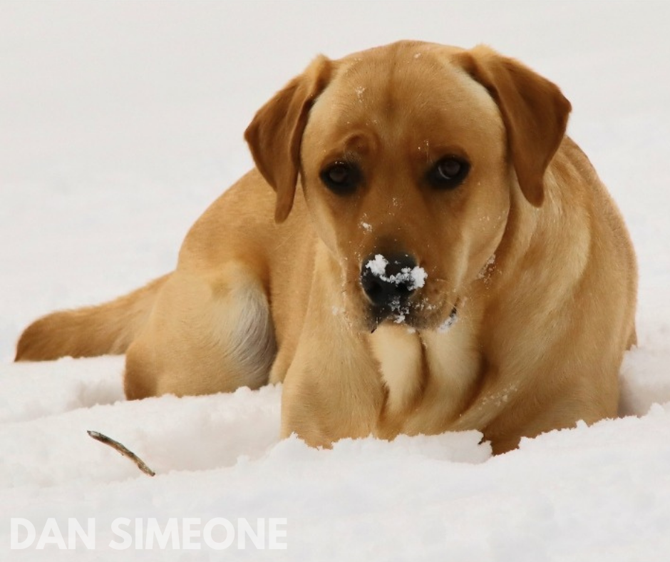 yellow lab playing in snow