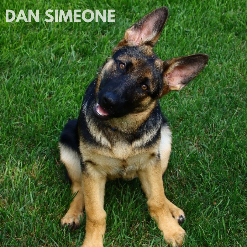 german shepherd puppy