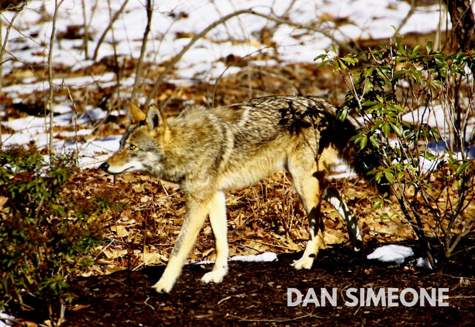 wolf wandering in the woods