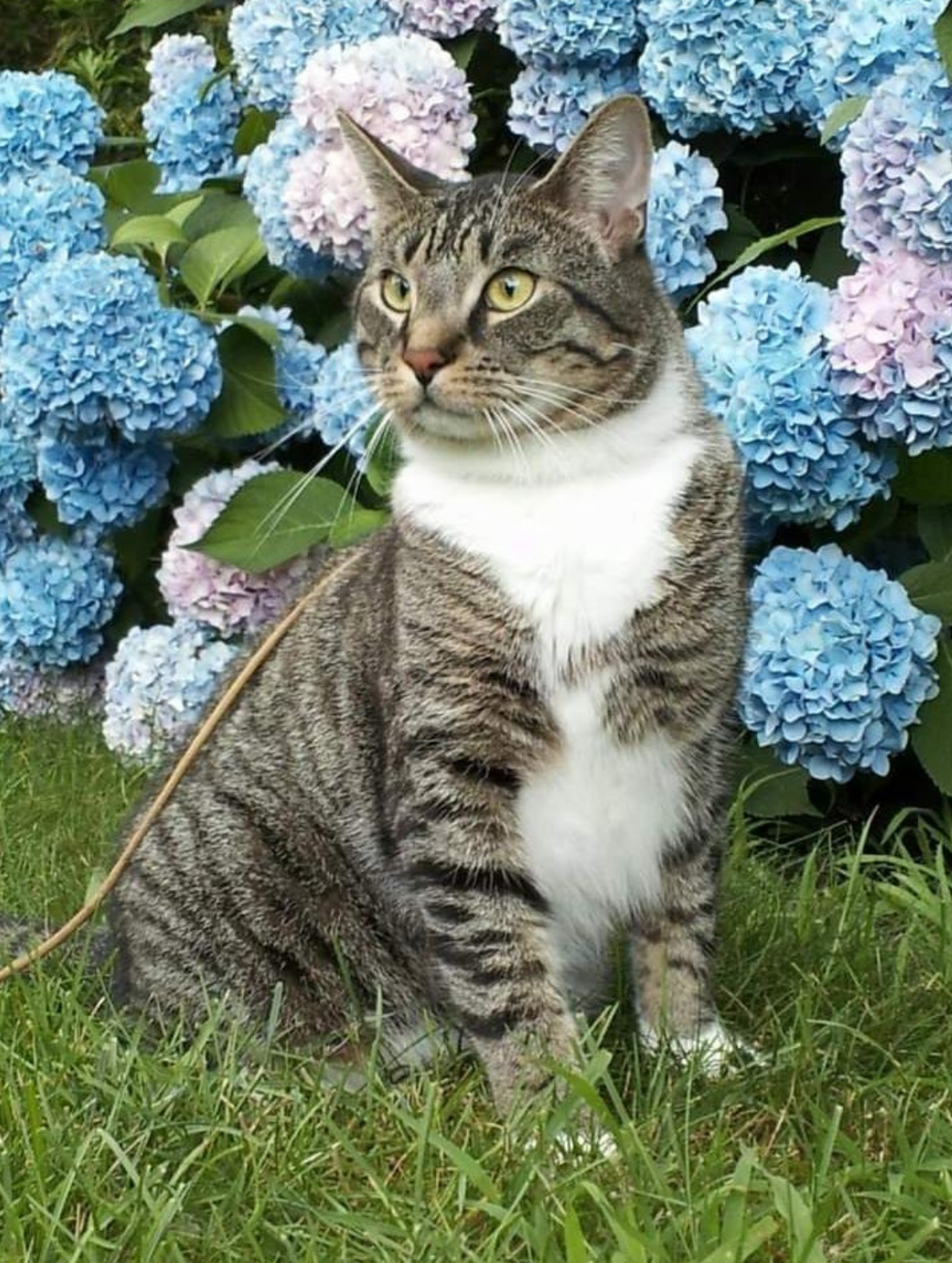 cat and hydrangeas