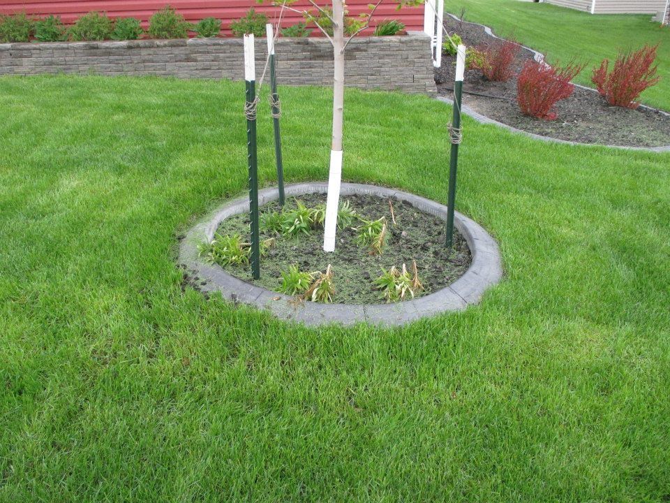 A young tree encircled by a concrete ring in a grassy lawn, supported by stakes.