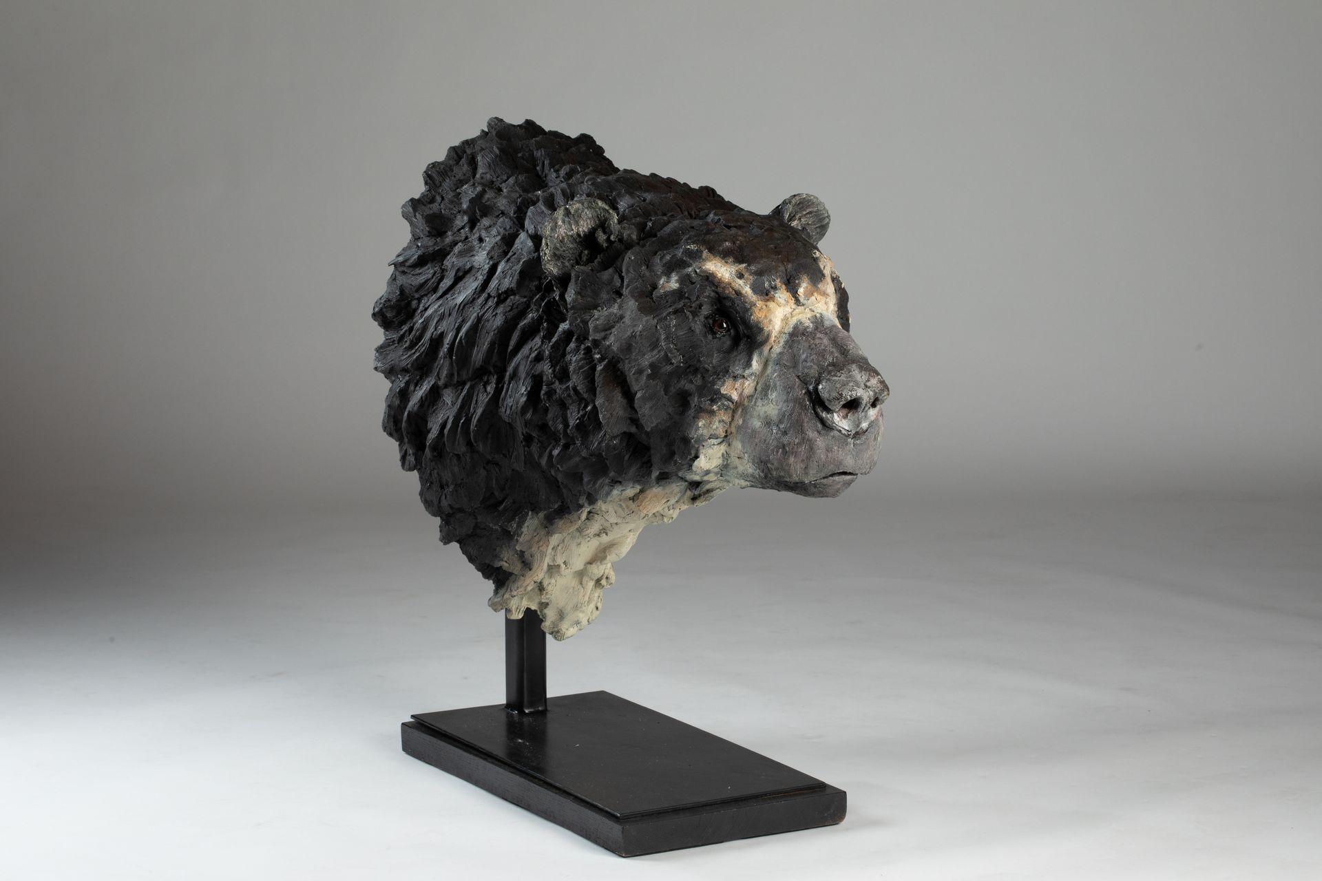 Arctodus simus, The Giant North American Short Faced Bear