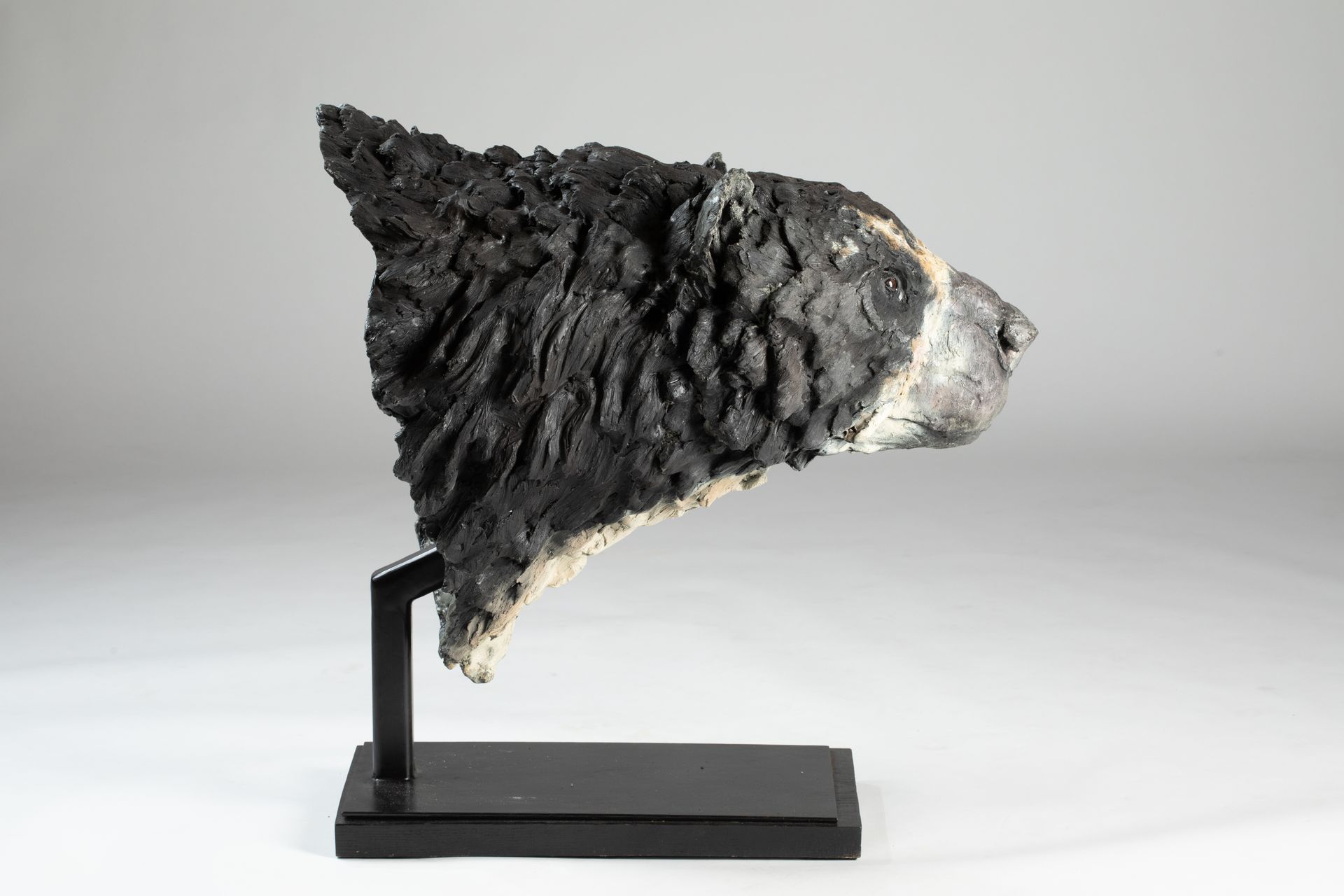 Arctodus simus, The Giant North American Short Faced Bear