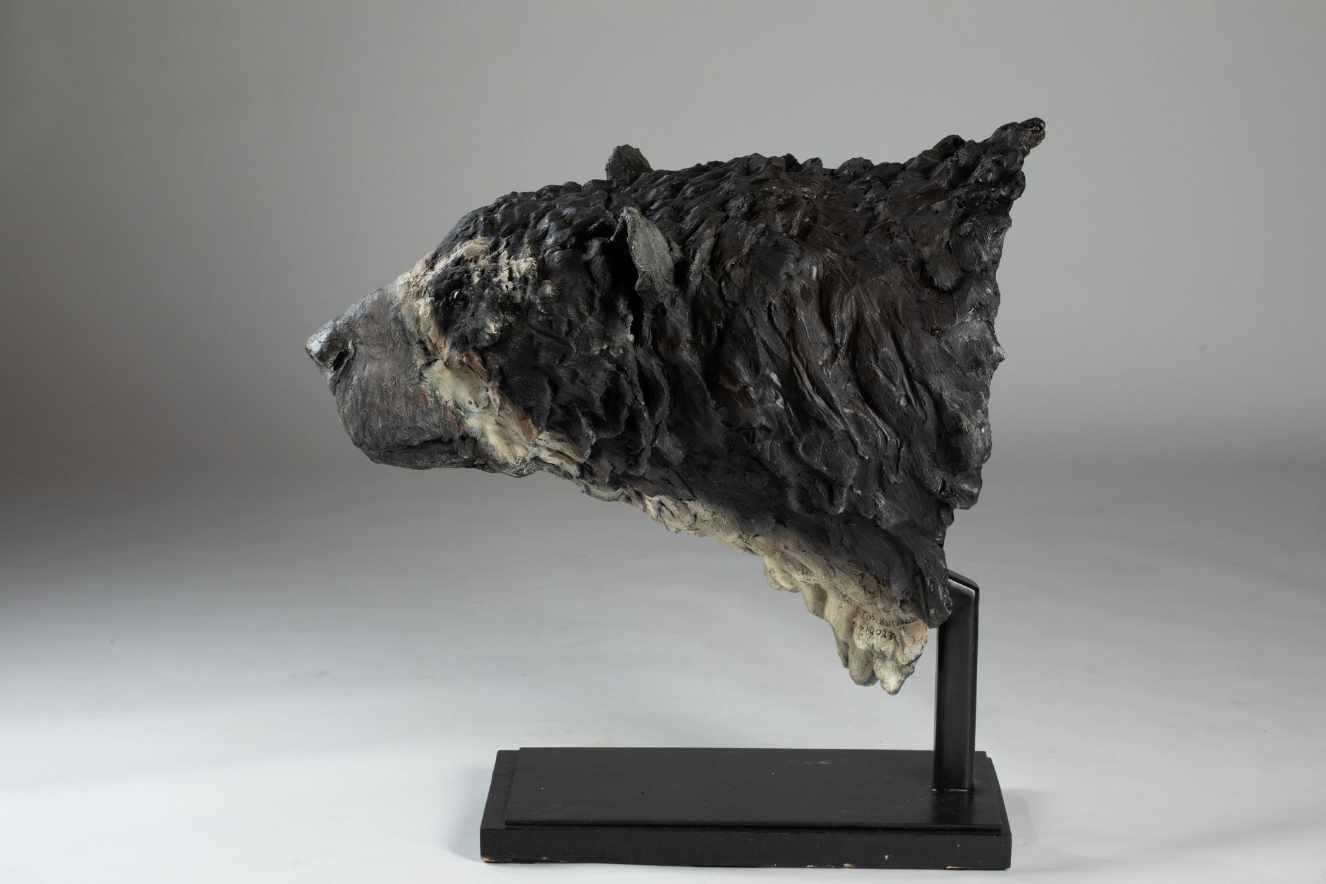 Arctodus simus, The Giant North American Short Faced Bear