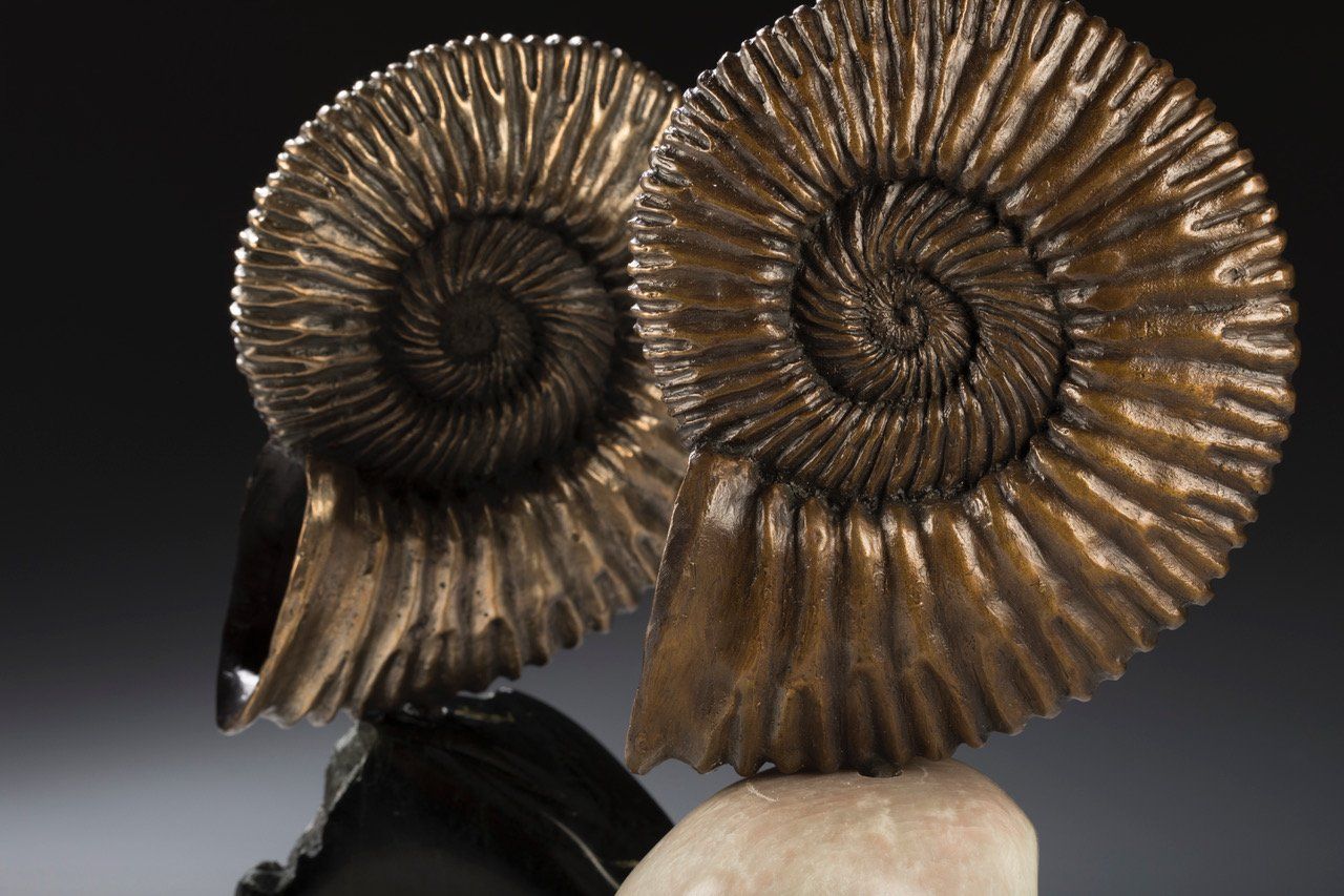 side view Ammonite Shell