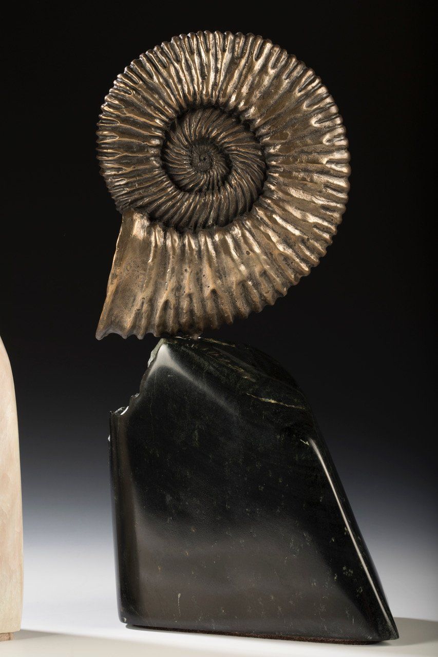 side view Ammonite Shell on black base