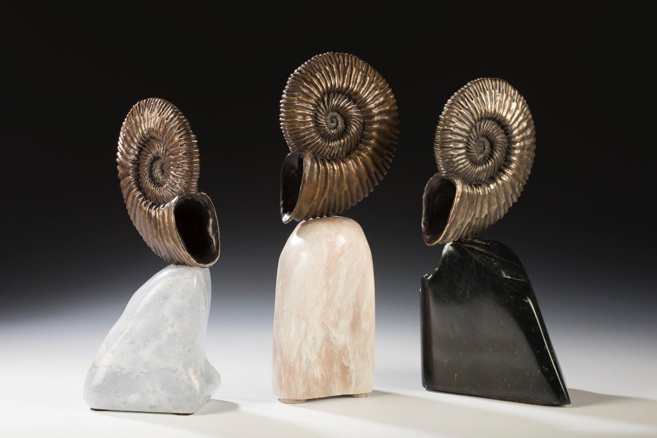 3 Ammonite Shells