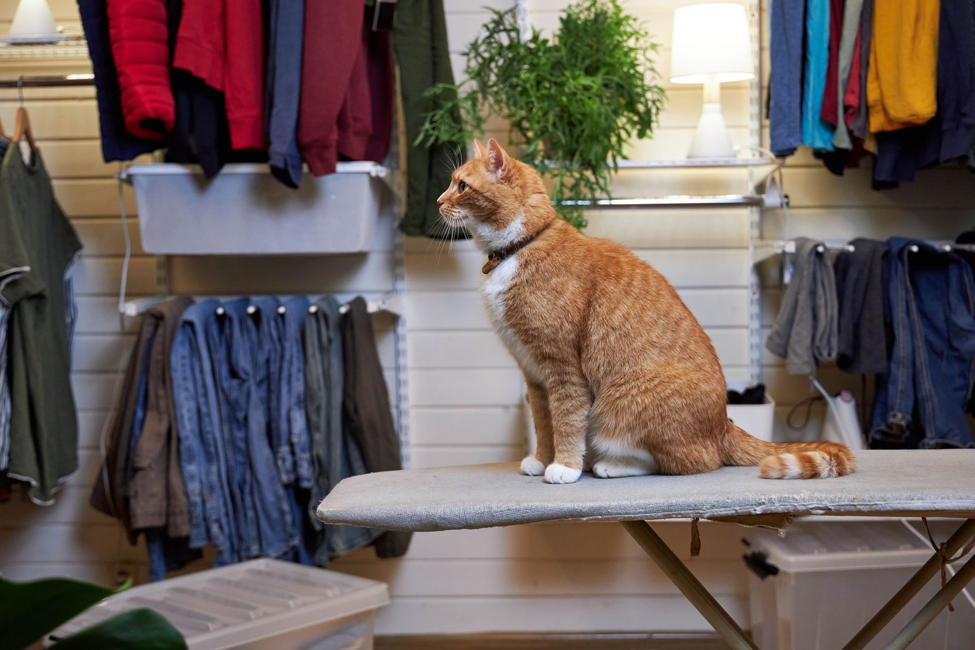 An orange and white cat is sitting on an ironing board.