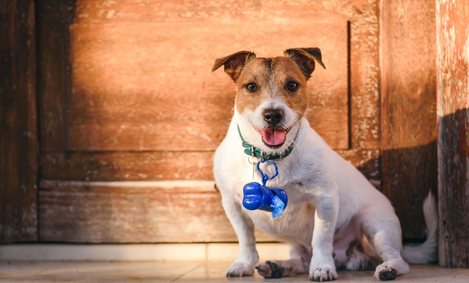 A small dog wearing a blue bow tie is sitting in front of a wooden door.