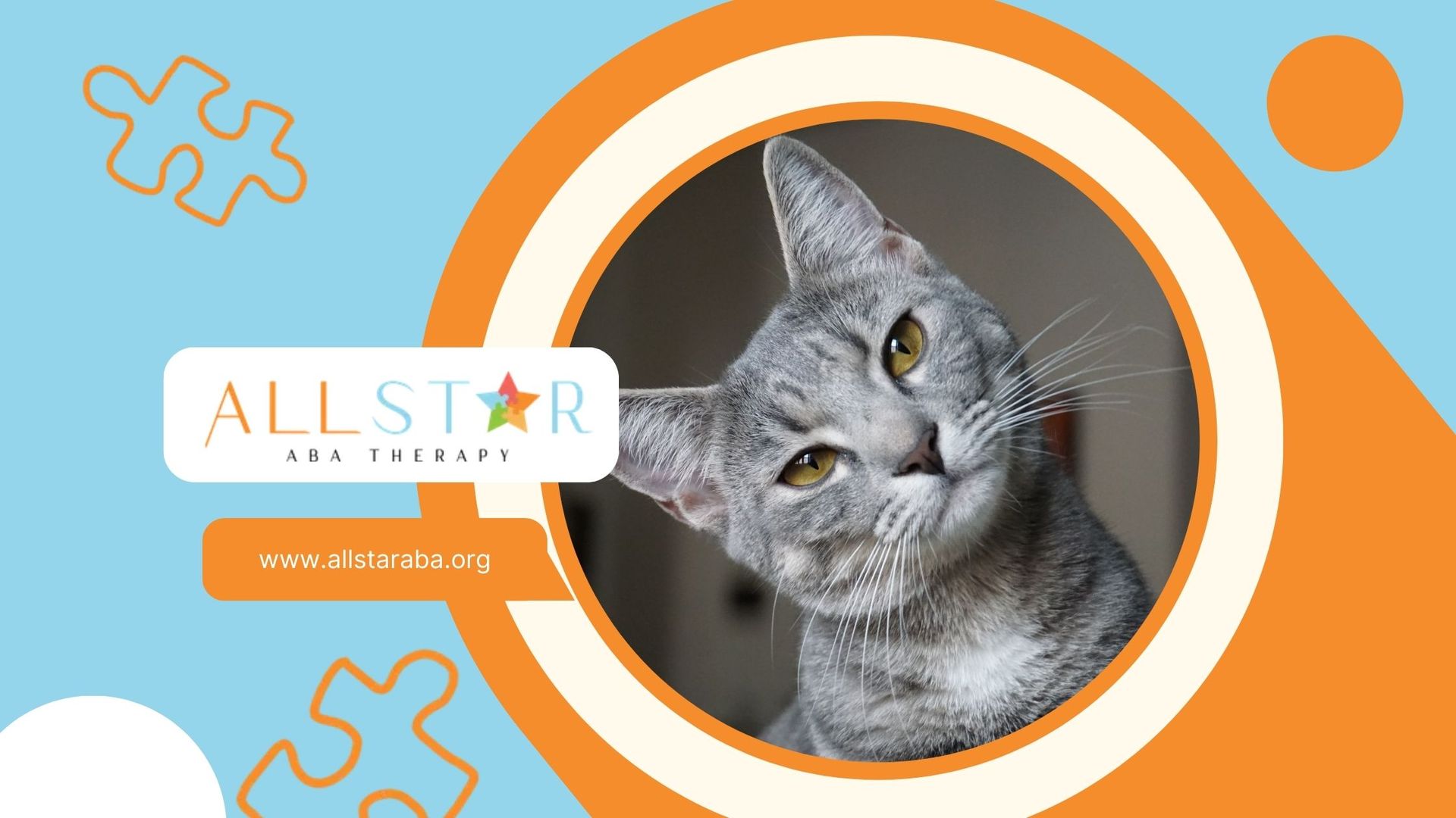 Can Cats Have ADHD? Signs to Watch Out For | All Star ABA