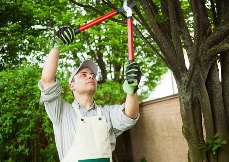 Man is Cutting a Tree with a Pair of Scissors — Baton Rouge, LA — Capital City Tree Care LLC