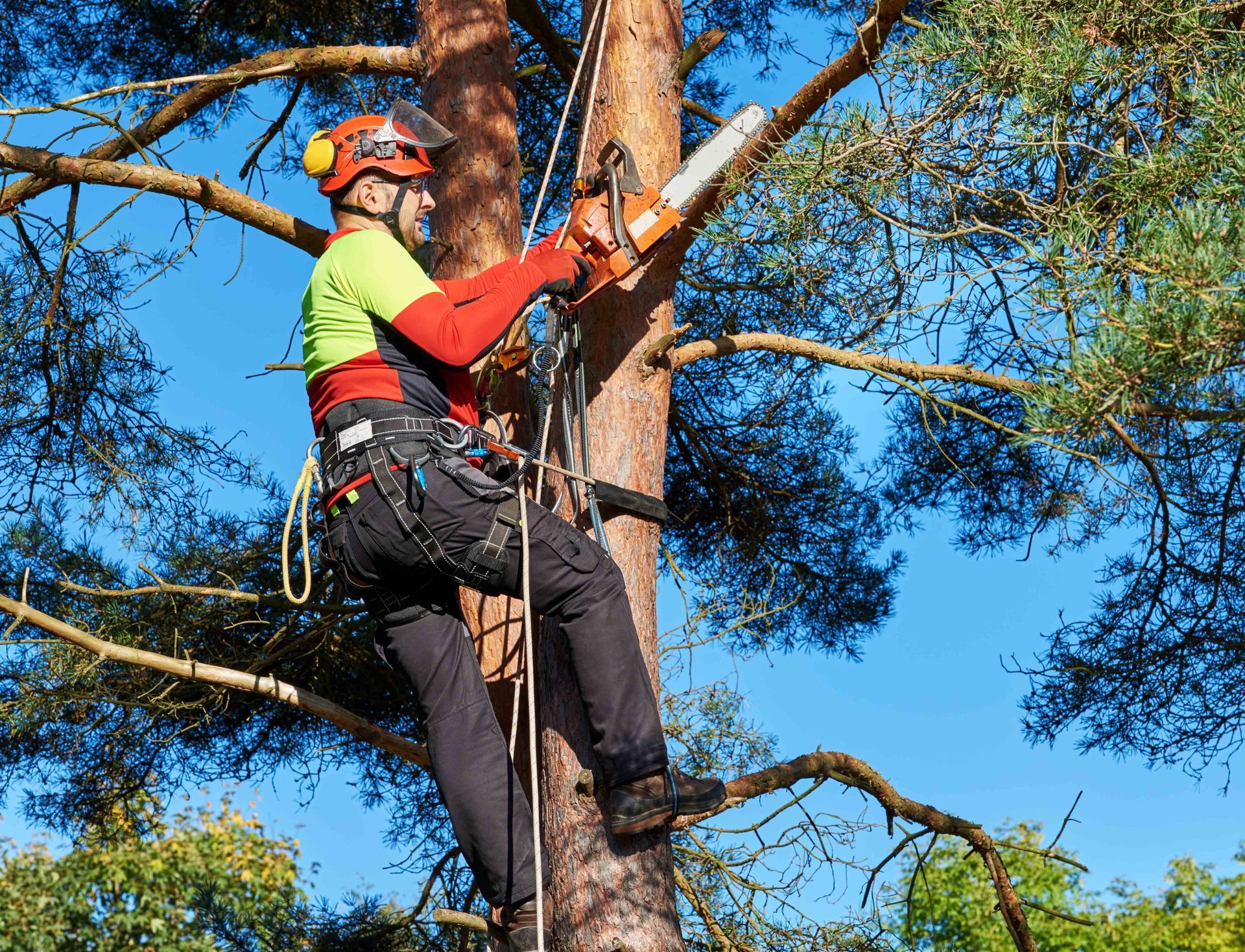 A Man is Cutting a Tree Branch with a Chainsaw — Baton Rouge, LA — Capital City Tree Care LLC