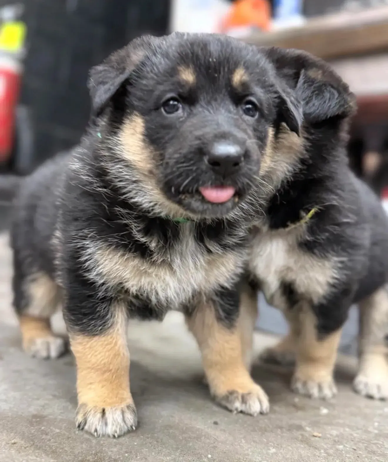 Two German Shepherd puppies with black and tan fur, one sticking out its tongue, standing on concrete | Nonstop Auto Reno, NV