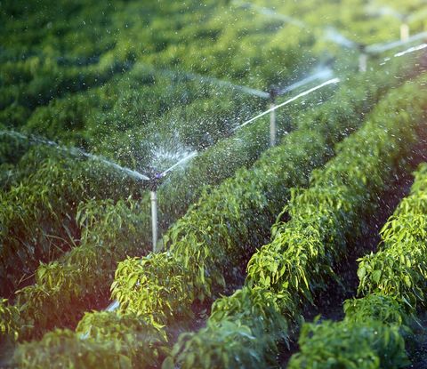 Irrigation Water Sprinkler — Temecula, California — Joseph's Landscape Co. Inc.