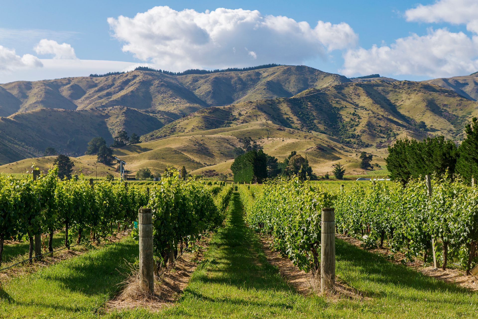 A vineyard with mountains in the background and a blue sky