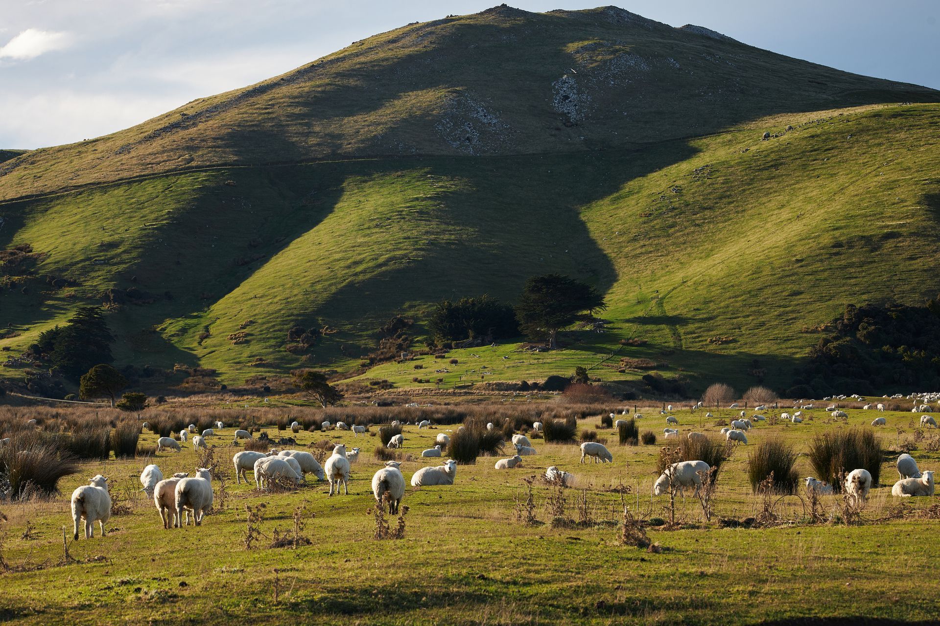 A herd of sheep grazing in a field with a mountain in the background