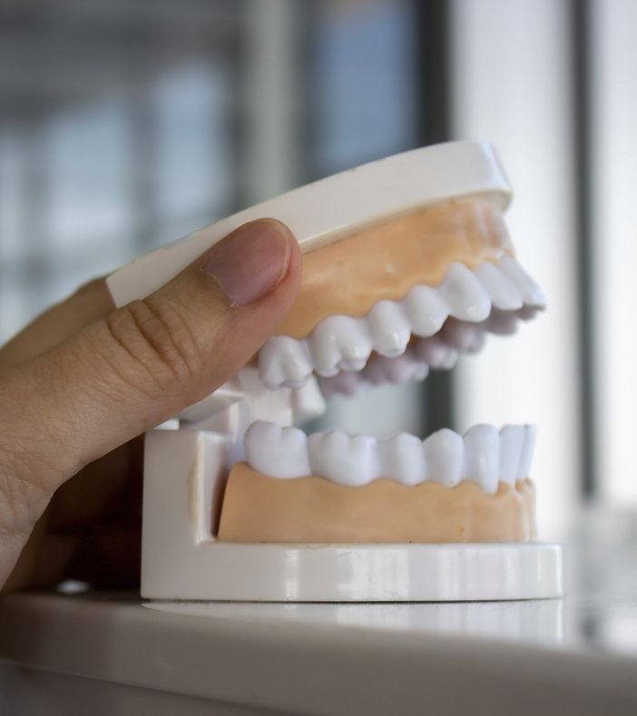 Teeth Model — Sydney, NSW — Macono Orthodontic & Dental Laboratories