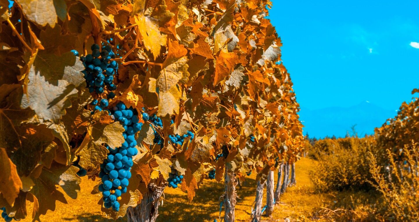 Vineyard in autumn; blue grapes against yellow leaves, under a clear, blue sky. Argentina