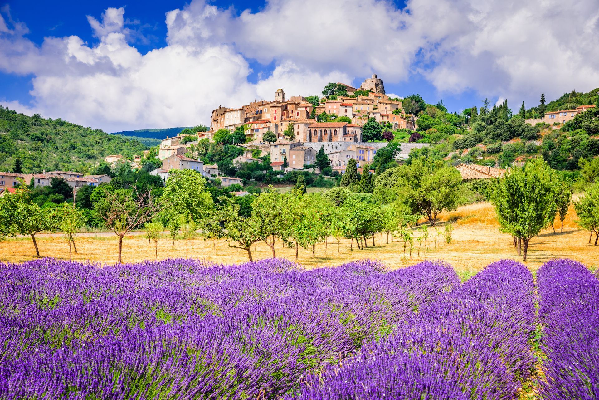 Lavender field in bloom with a hilltop village in the background under a blue sky.