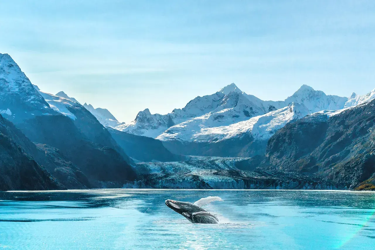 Whale breaching in front of snow-capped mountains and a glacier, blue water and sky.Alaska Cruise