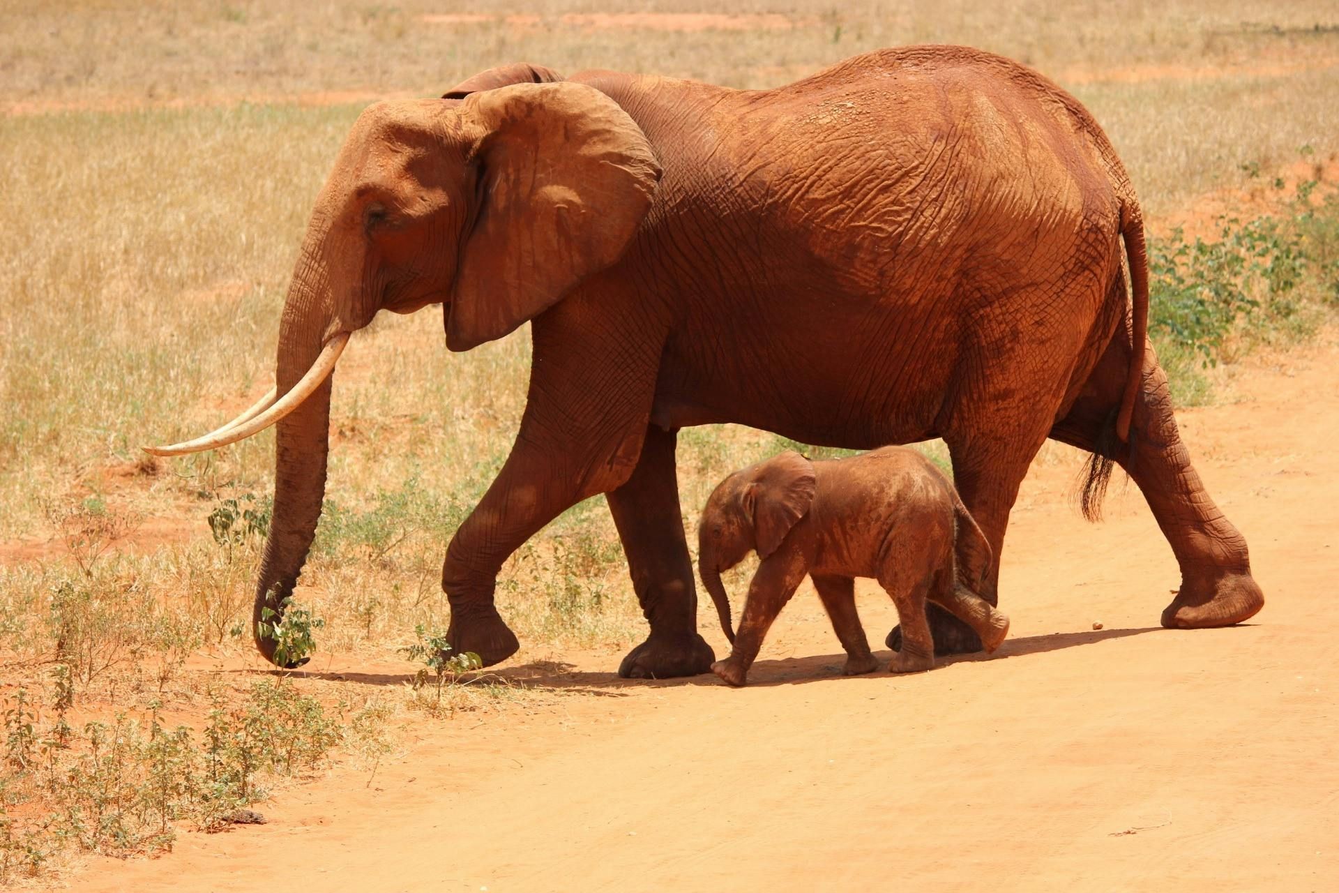An adult elephant and calf walking on a dirt path in a dry, brown landscape.
