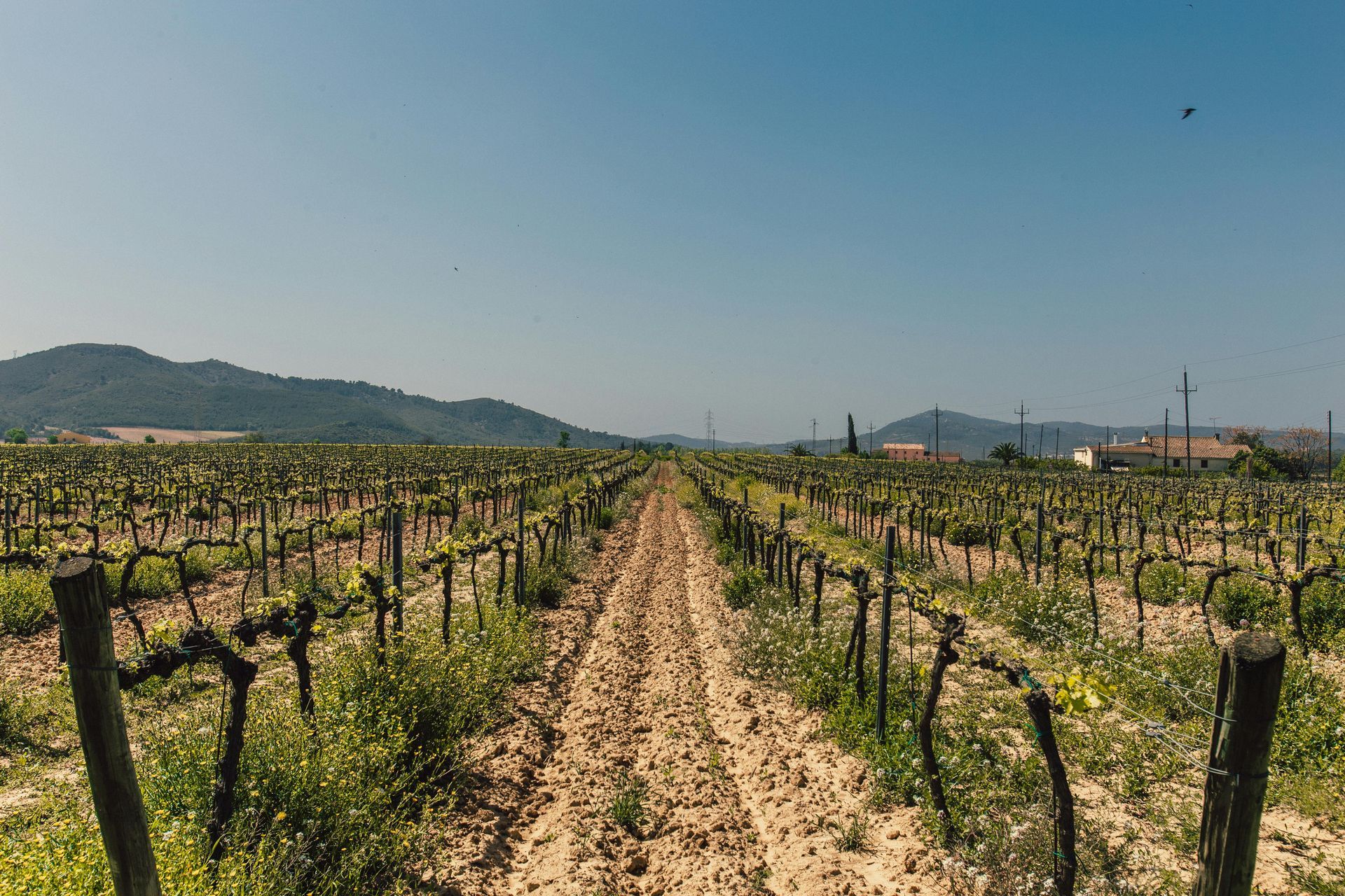 A sunny vineyard with rows of grapevines leading toward distant hills under a clear blue sky.
