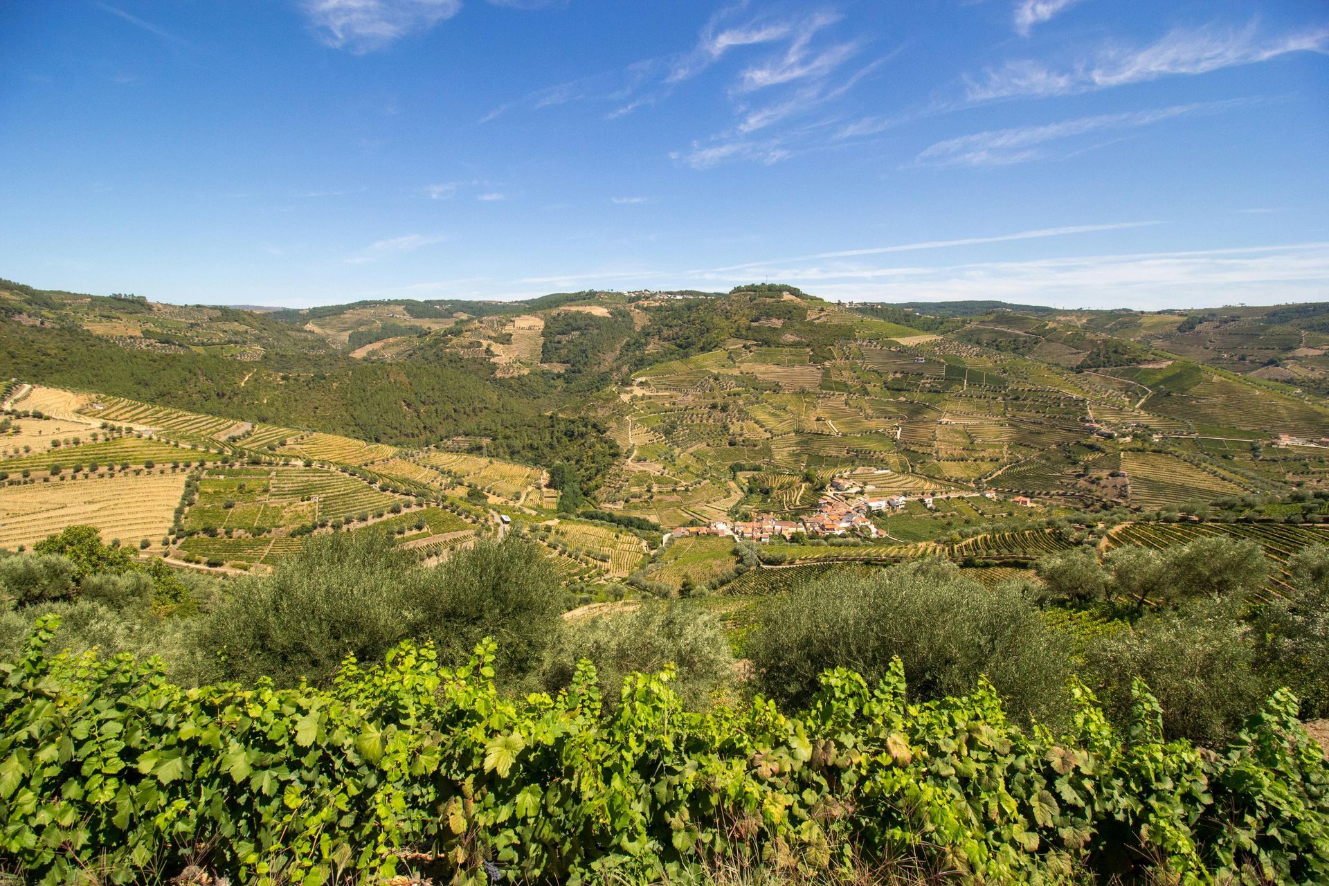 Vineyard on a hillside in a valley under a bright blue sky, with olive trees in the foreground. Portugal’s Douro Valley