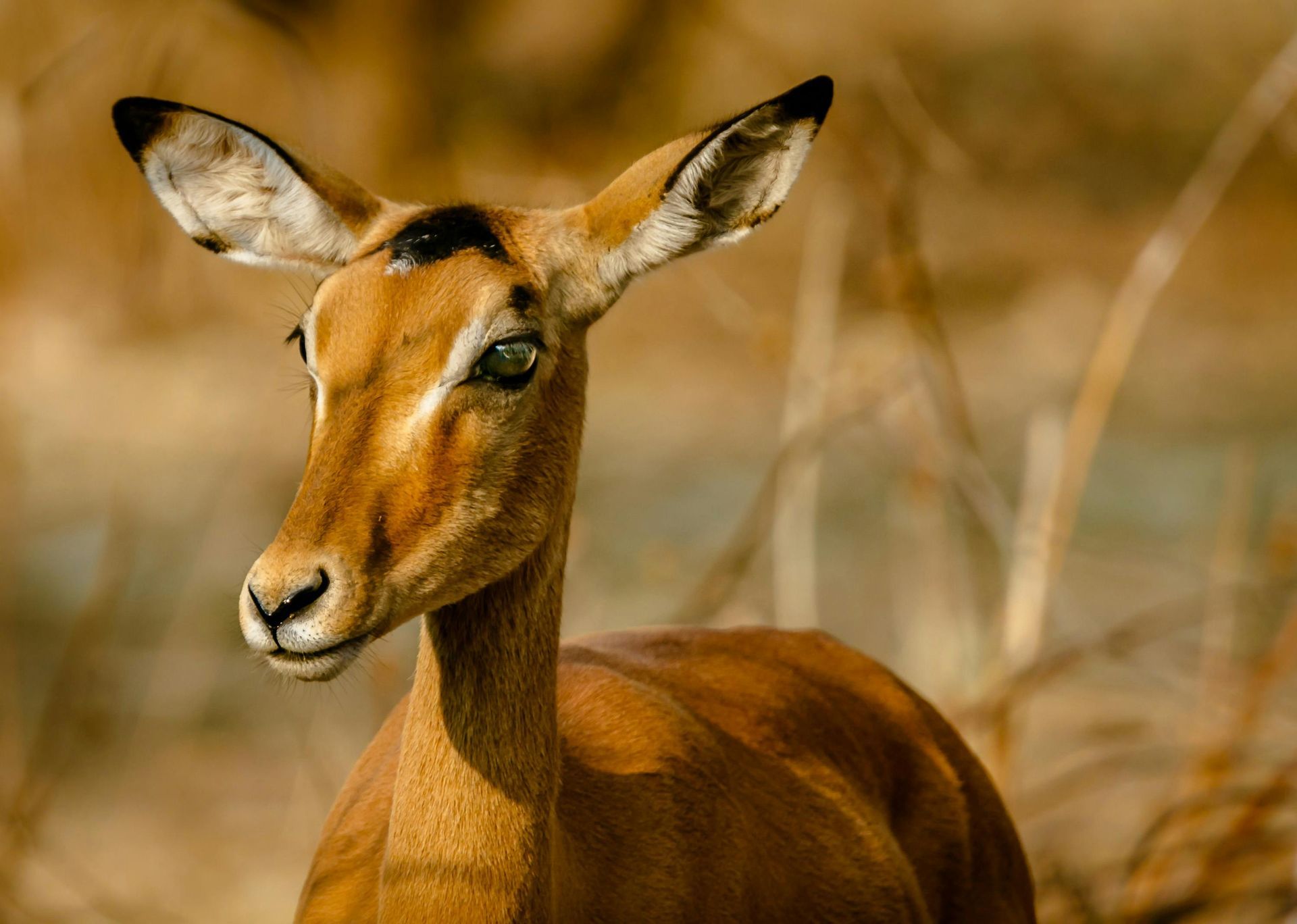 Impala with brown fur and large ears in a natural setting, looking to the left. Zambia