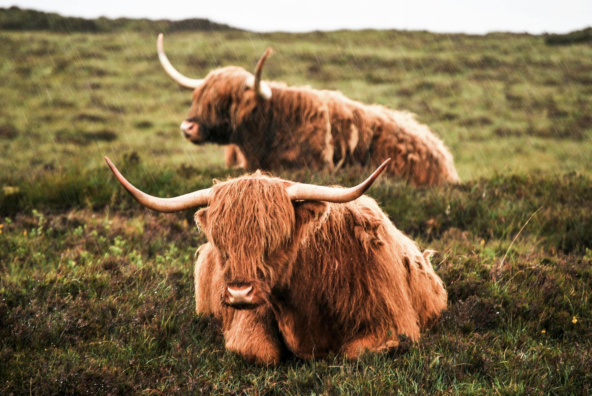 Two Highland cows with long horns and shaggy brown fur rest in a field of green grass and foliage.