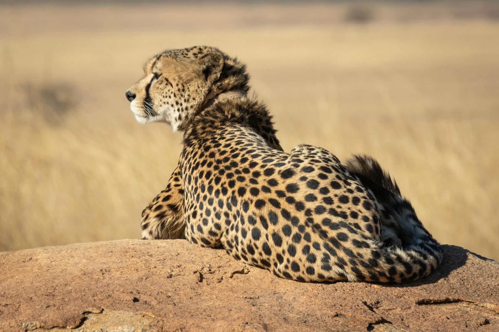 Cheetah resting on a rock in a savanna, looking left, brown spots on tan fur. serengeti